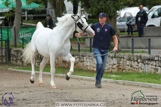 MS 2 Lipica 2017 - kondičky