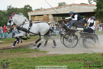 MS 2 Lipica 2017 - maraton