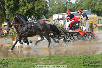 MS 2 Lipica 2017 - maraton