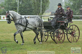 Nebanice 2017 - drezury