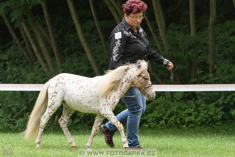 Podzámecká výstava