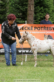 Podzámecká výstava
