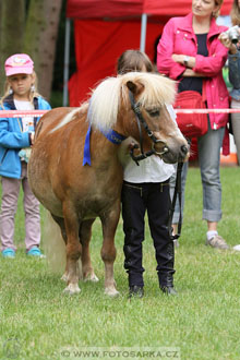 Podzámecká výstava