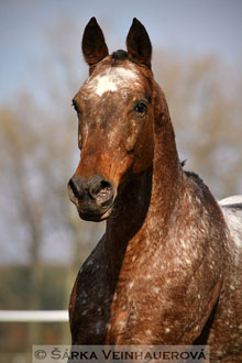 Polo pony - Pintadita