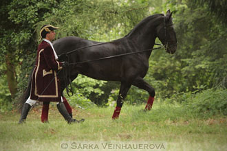 Práce na dvou otěžích