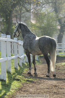 Rudolfův pohár 2016 - 3.den