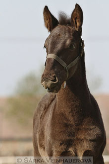 Starokladrubské hříbě