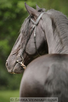 Starokladrubský vraník