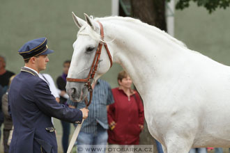 Velký jezdecký den