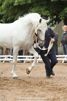 Velký jezdecký den