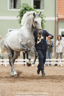 Velký jezdecký den