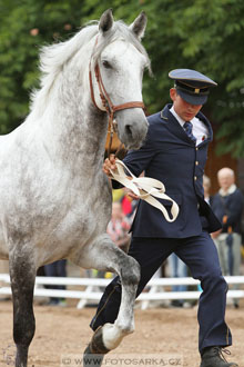 Velký jezdecký den