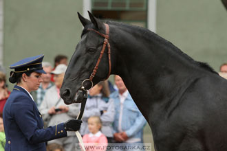 Velký jezdecký den