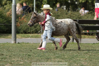 Výstava minihorse