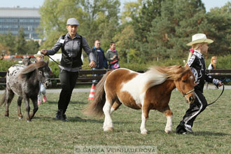 Výstava minihorse