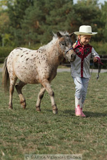 Výstava minihorse