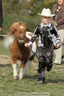 Výstava minihorse
