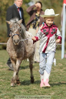 Výstava minihorse
