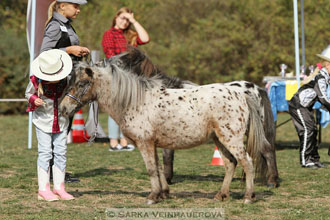 Výstava minihorse