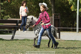 Výstava minihorse