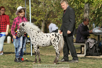 Výstava minihorse
