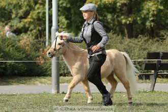 Výstava minihorse