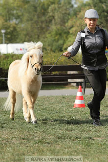Výstava minihorse