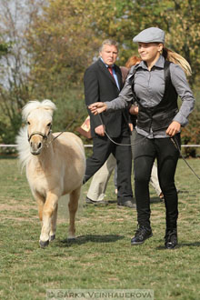 Výstava minihorse
