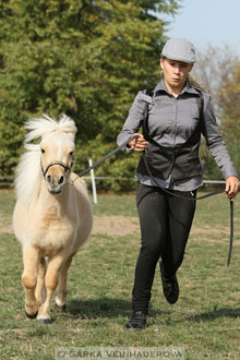 Výstava minihorse