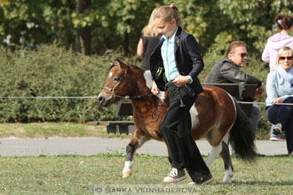 Výstava minihorse