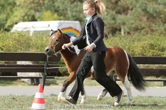 Výstava minihorse