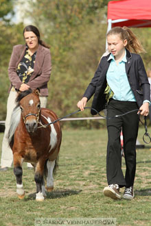 Výstava minihorse