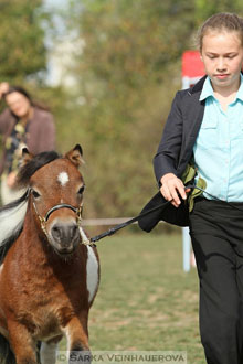 Výstava minihorse