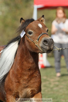 Výstava minihorse