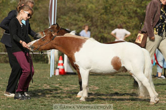 Výstava minihorse