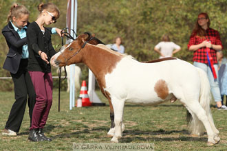Výstava minihorse
