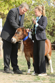 Výstava minihorse