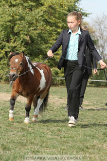 Výstava minihorse