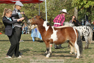 Výstava minihorse