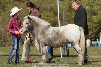 Výstava minihorse