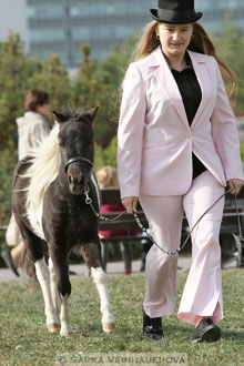 Výstava minihorse
