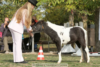 Výstava minihorse