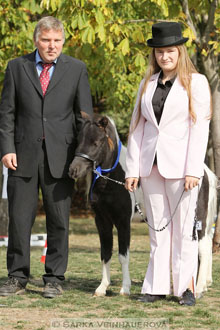 Výstava minihorse