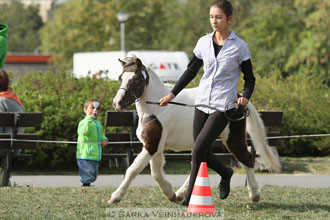 Výstava minihorse