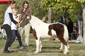 Výstava minihorse