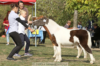 Výstava minihorse