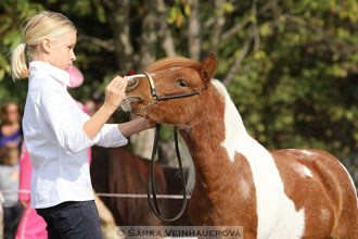 Výstava minihorse