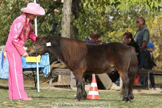 Výstava minihorse