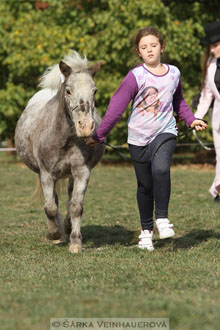 Výstava minihorse