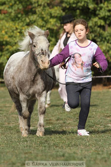 Výstava minihorse